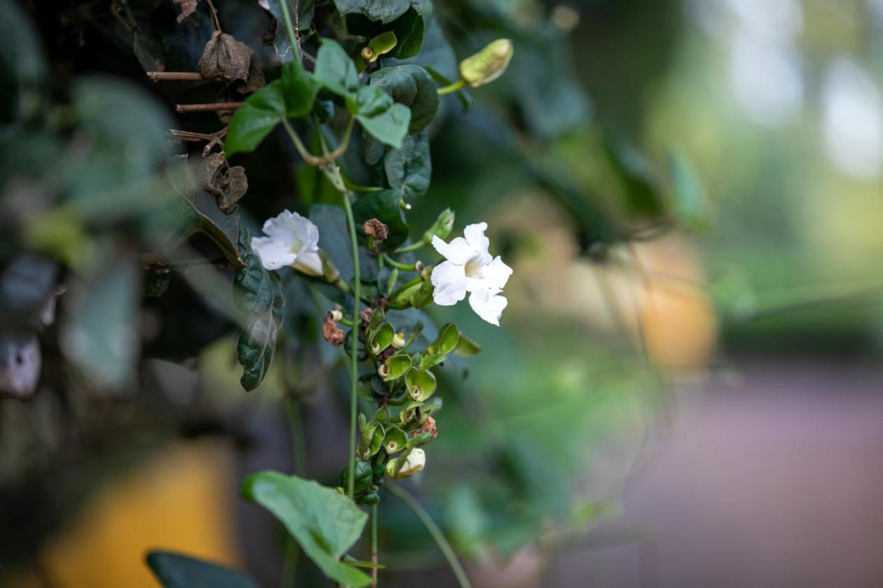 Gatimene Gardens Hotel Meru Exterior photo